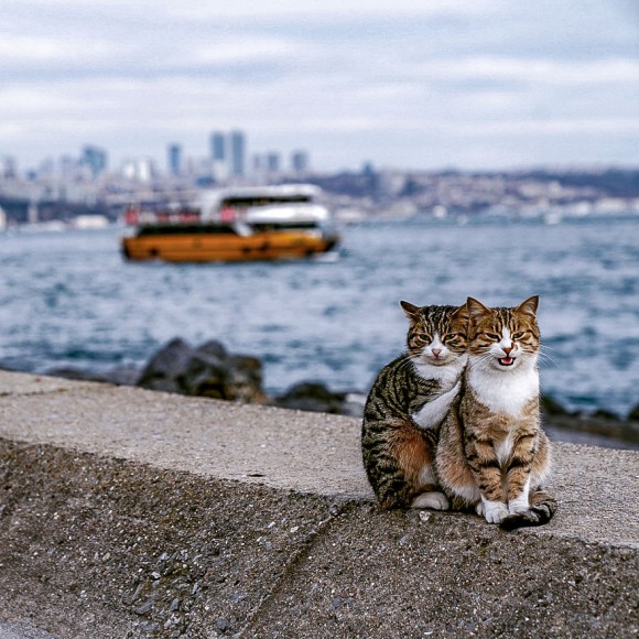 トルコで出会った仲良し猫ズはぎゅっと寄り添ってツーショット 猫と地元の人々との触れ合いを楽しんだ男性の旅行記 ニコニコニュース