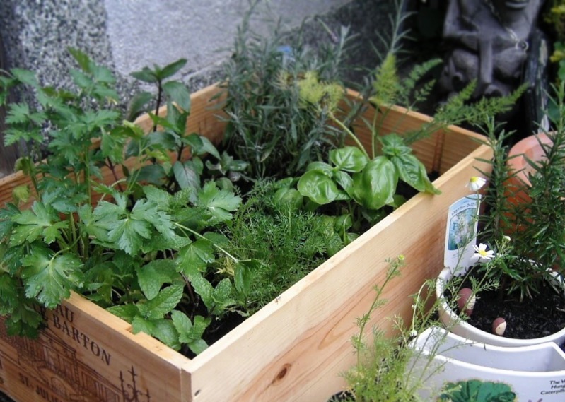 虫除け効果のある植物を育てよう 環境や体に優しく防虫対策できちゃう ニコニコニュース