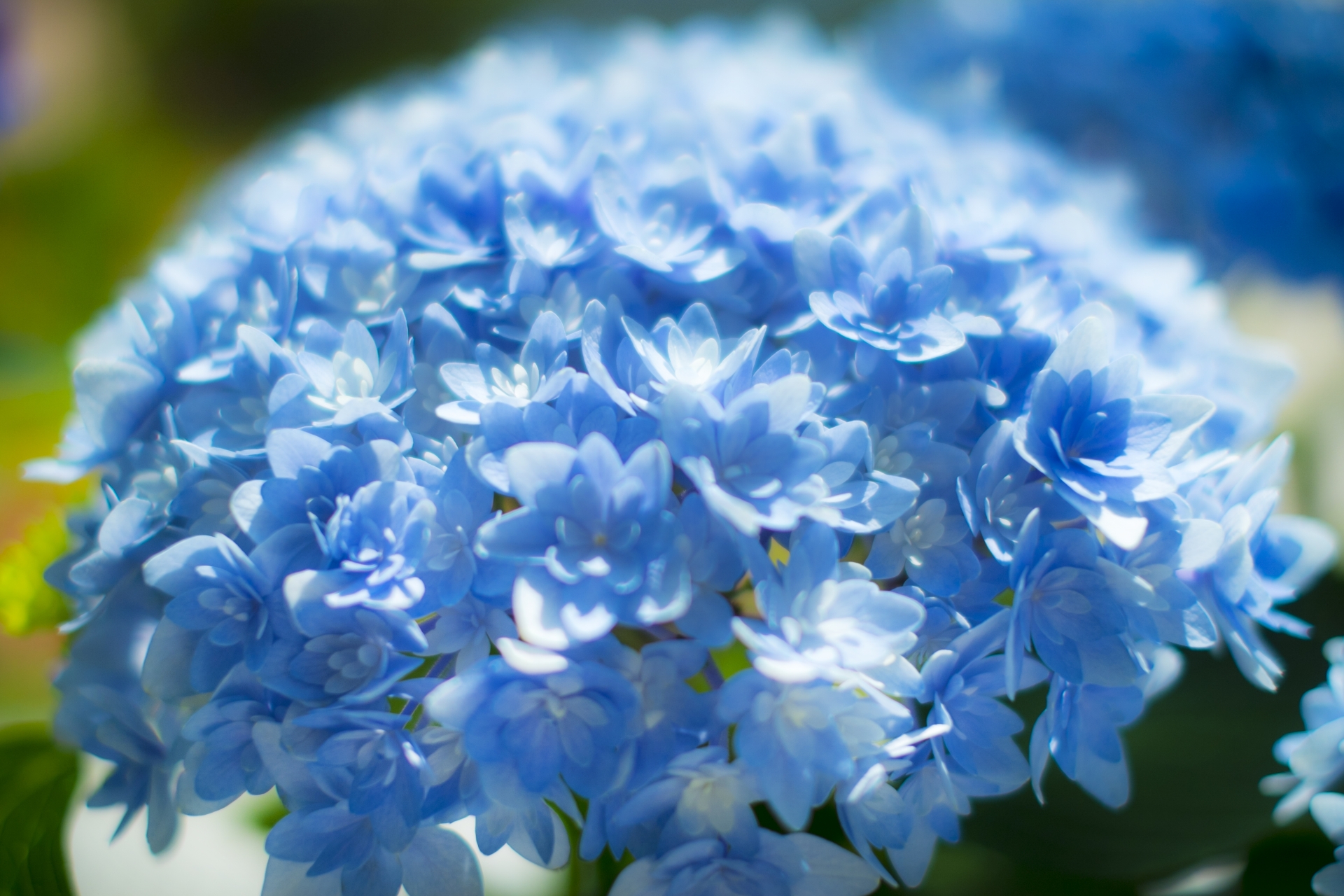 紫陽花に隠された秘密 6月の花 あじさい を使ったおまじないって知ってる ニコニコニュース