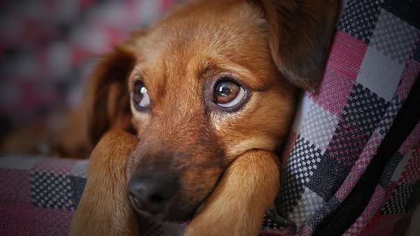 飼い主がストレスを感じると犬のストレスレベルも上昇する ニコニコニュース