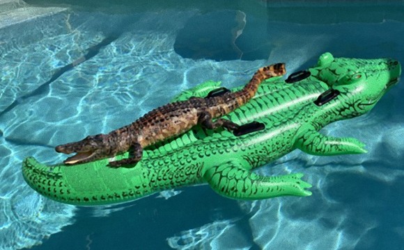 ワニの上にワニがいる だと フロリダのプールで目撃した驚きの光景とは アメリカ ニコニコニュース