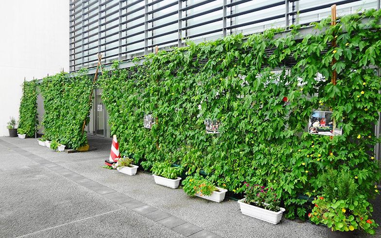 グリーンカーテンは6月でも間に合う マンションでのつくりかたも紹介 ニコニコニュース