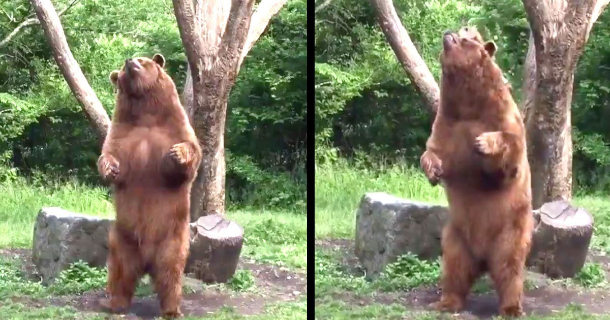 絶対中に人が入ってる 富士サファリパークの熊がノリノリでダンスしていたと話題に ニコニコニュース