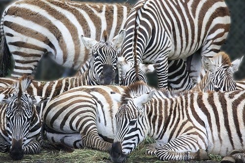 まるでトリックアート 富士サファリパークの シマウマクイズ が難問すぎると話題に ニコニコニュース