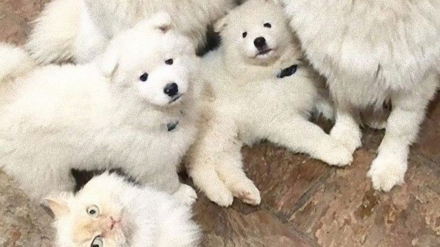 仲間やし サモエド犬の中にまじる猫に関する海外の反応 ニコニコニュース