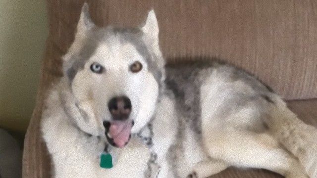 ゼウス またまたお前か 散歩に行くわよ と言われてソファでぐずるシベリアンハスキーのゼウス ニコニコニュース