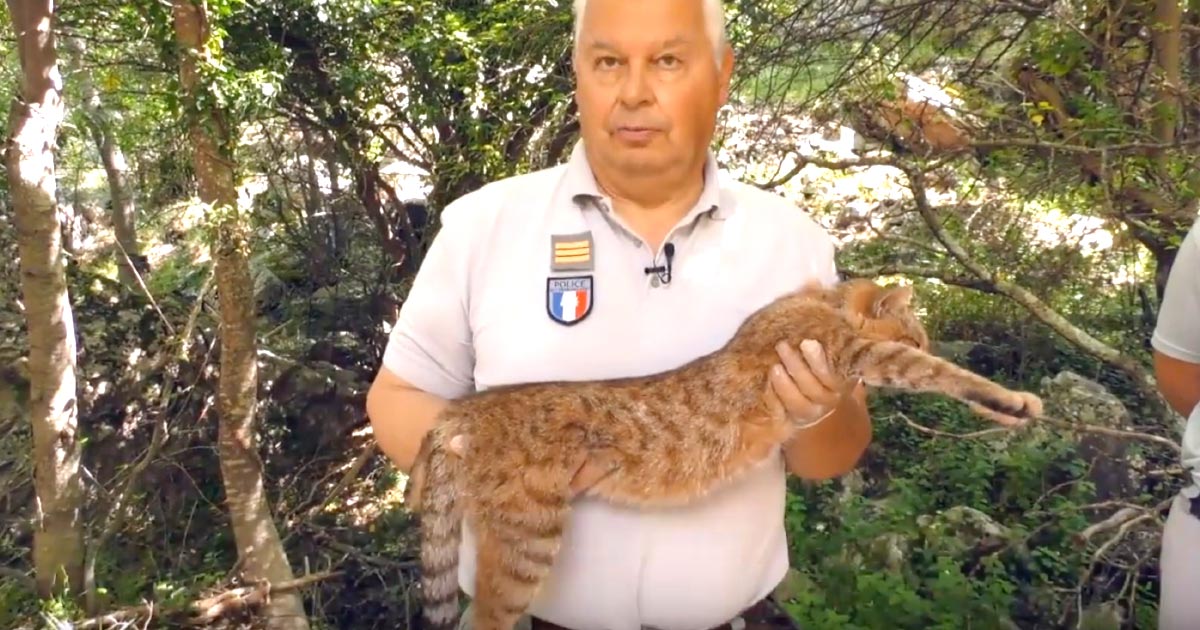 新種か コルシカ島で ネコギツネ が発見され話題に ニコニコニュース