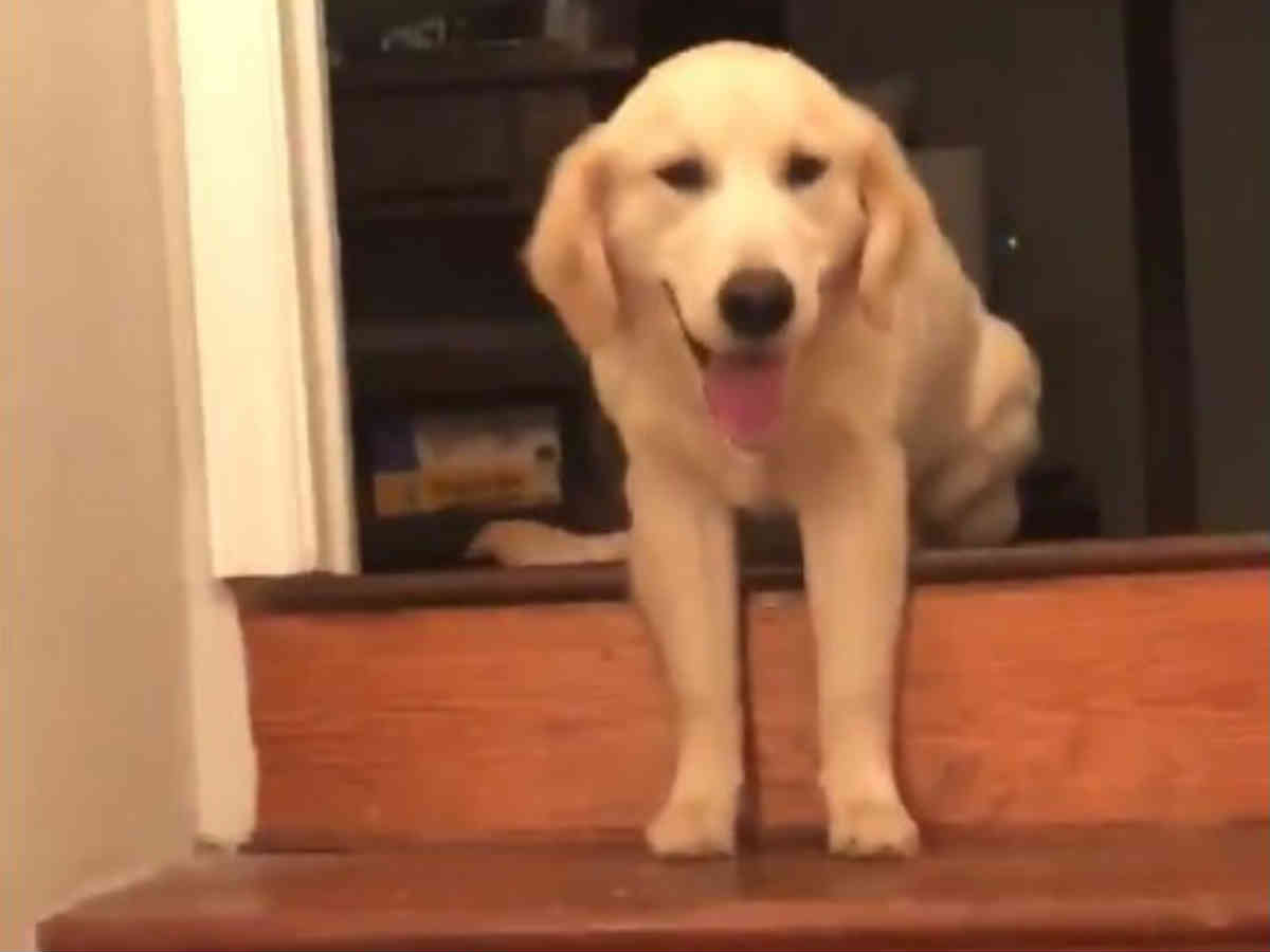 子犬が階段を降りるだけの動画に１０万人が いいね その理由に癒される ニコニコニュース