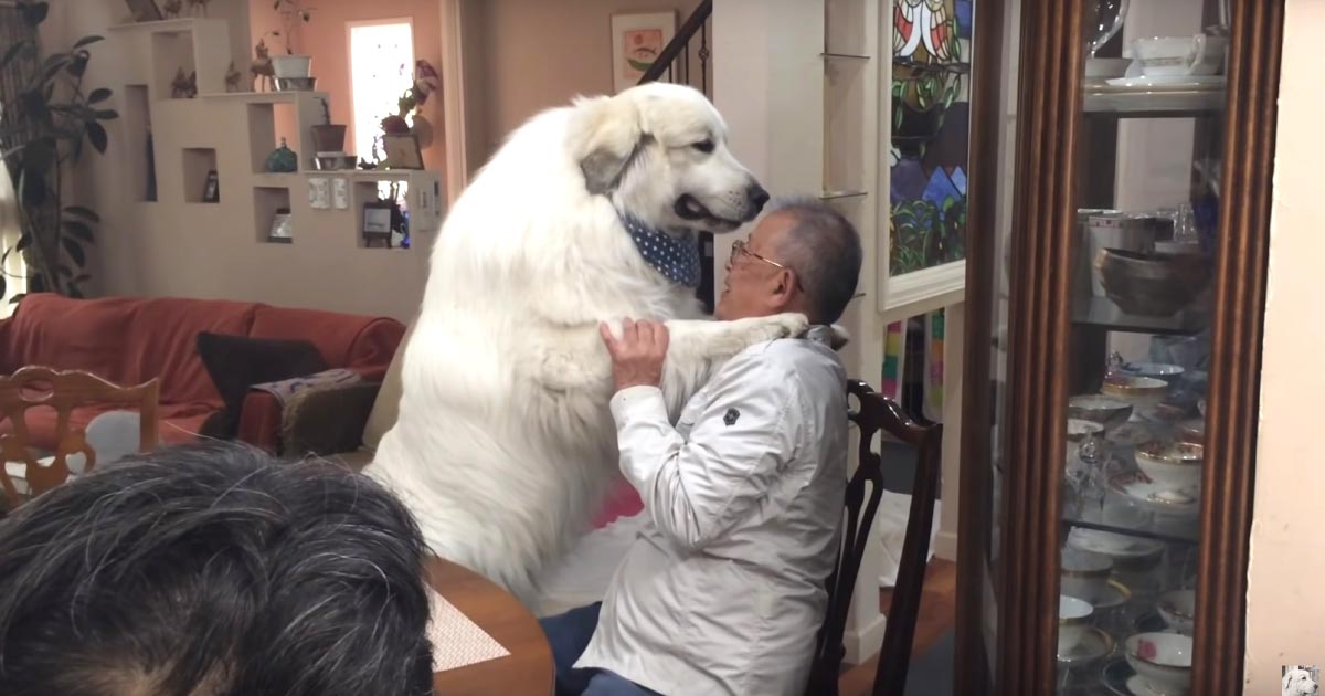 デカ過ぎる甘えん坊 大好きなブリーダーさんが来た時の超大型犬グレート ピレニーズの甘えっぷりが可愛すぎると話題に ニコニコニュース