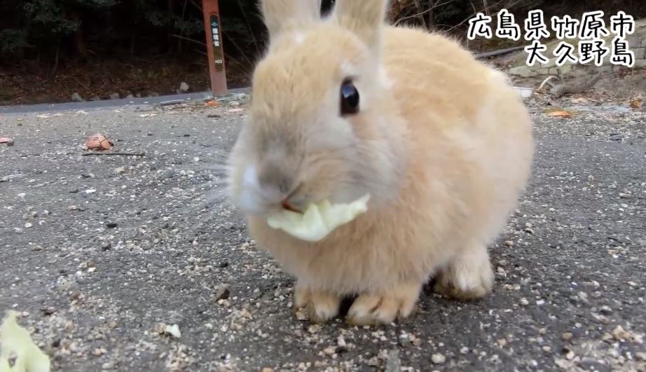 あぁ 心がぴょんぴょんするんじゃぁ うさぎの島 広島県の大久野島で 野生のウサギと戯れてきた ニコニコニュース