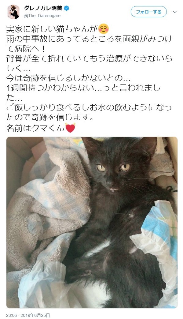 ダレノガレ 両親が大ケガの子猫を保護 もう治療ができないらしく 今は奇跡を信じるしか ニコニコニュース