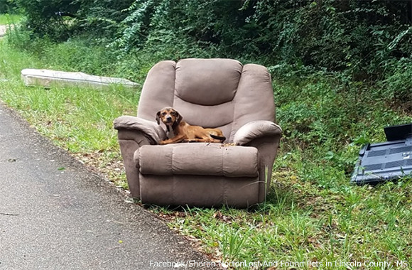 不要な家具と一緒に捨てられた子犬 廃棄されたソファの上で飼い主が戻ってくるのを待ち続ける アメリカ ニコニコニュース