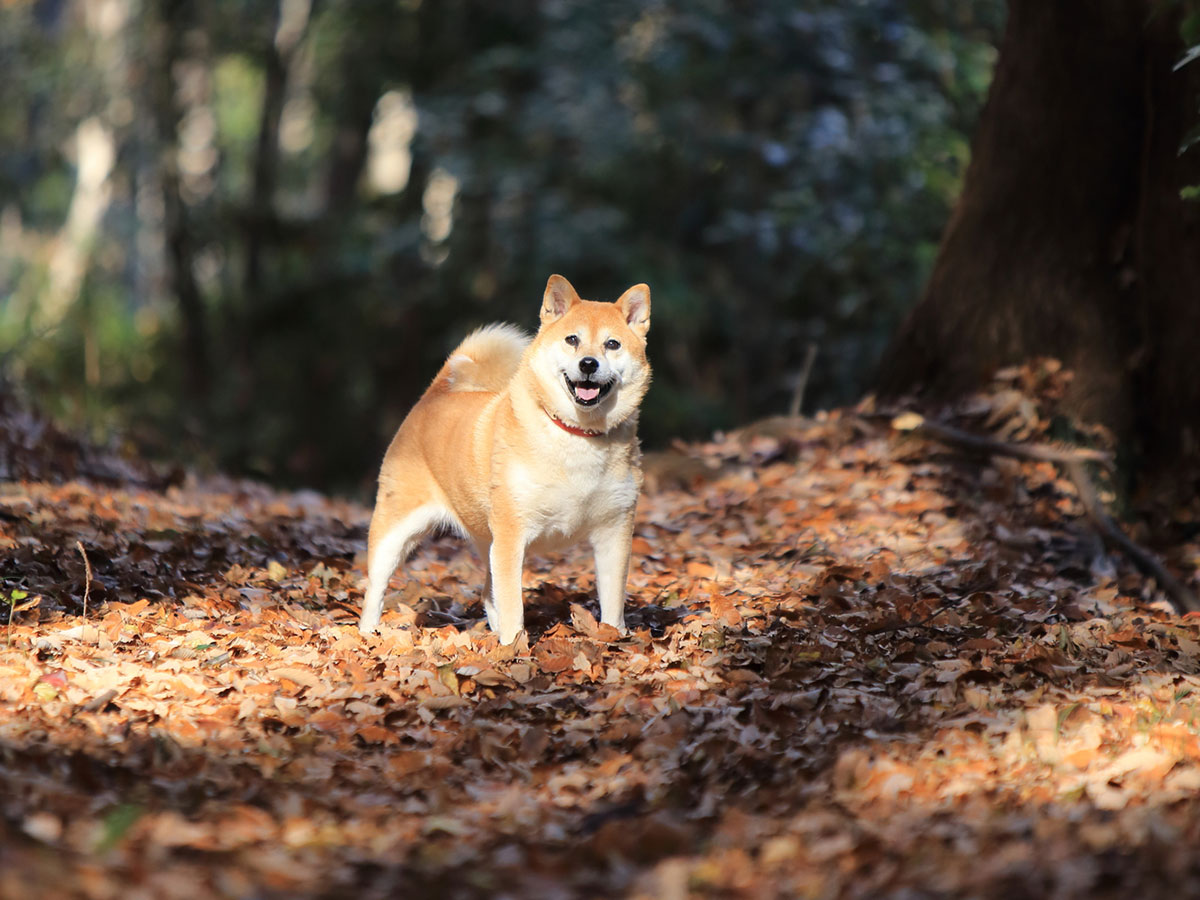 飼い主に バイバイ といわれた柴犬 慌てる様子に 人間の子どもみたい ニコニコニュース