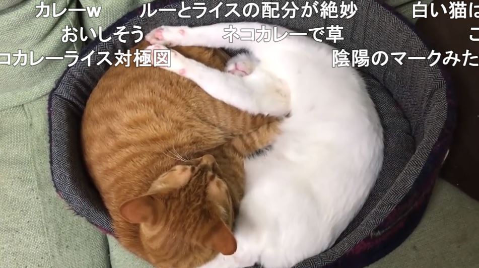 半目だったりバンザイ寝だったり 猫ちゃんのバリエ豊富な寝相に どうなってんだ かわいい カレーライス の声集まる ニコニコニュース