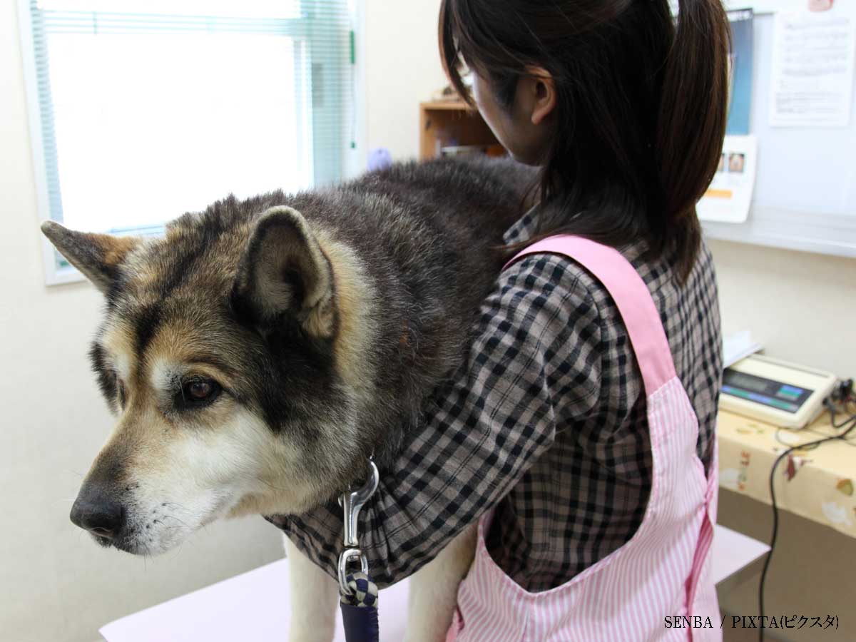 動物病院に お気に入りの女性獣医師 がいる犬 反応が露骨すぎ の声殺到 ニコニコニュース