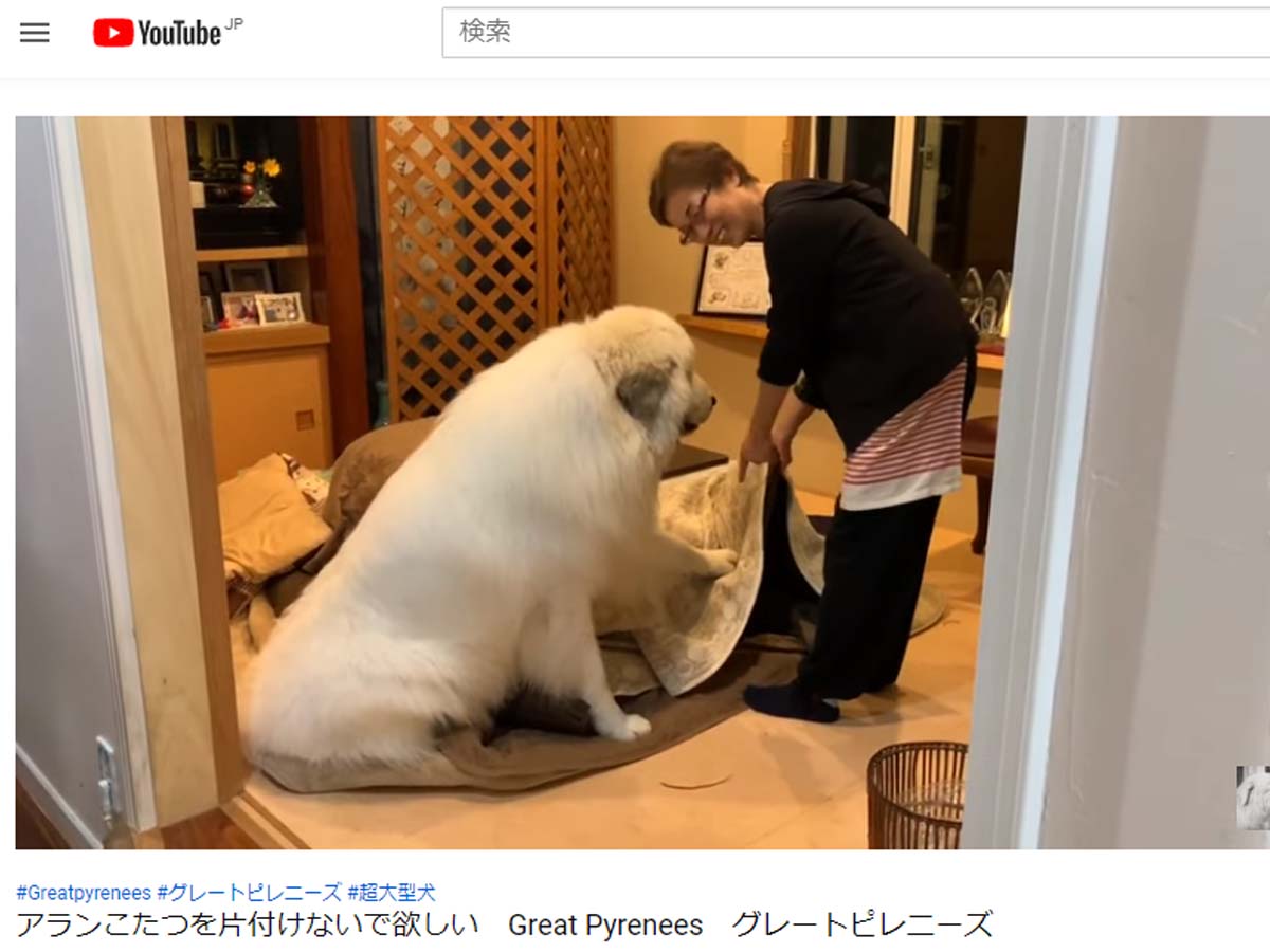 こたつを片付けてほしくない大型犬 まさかの行動に 爆笑 ニコニコニュース