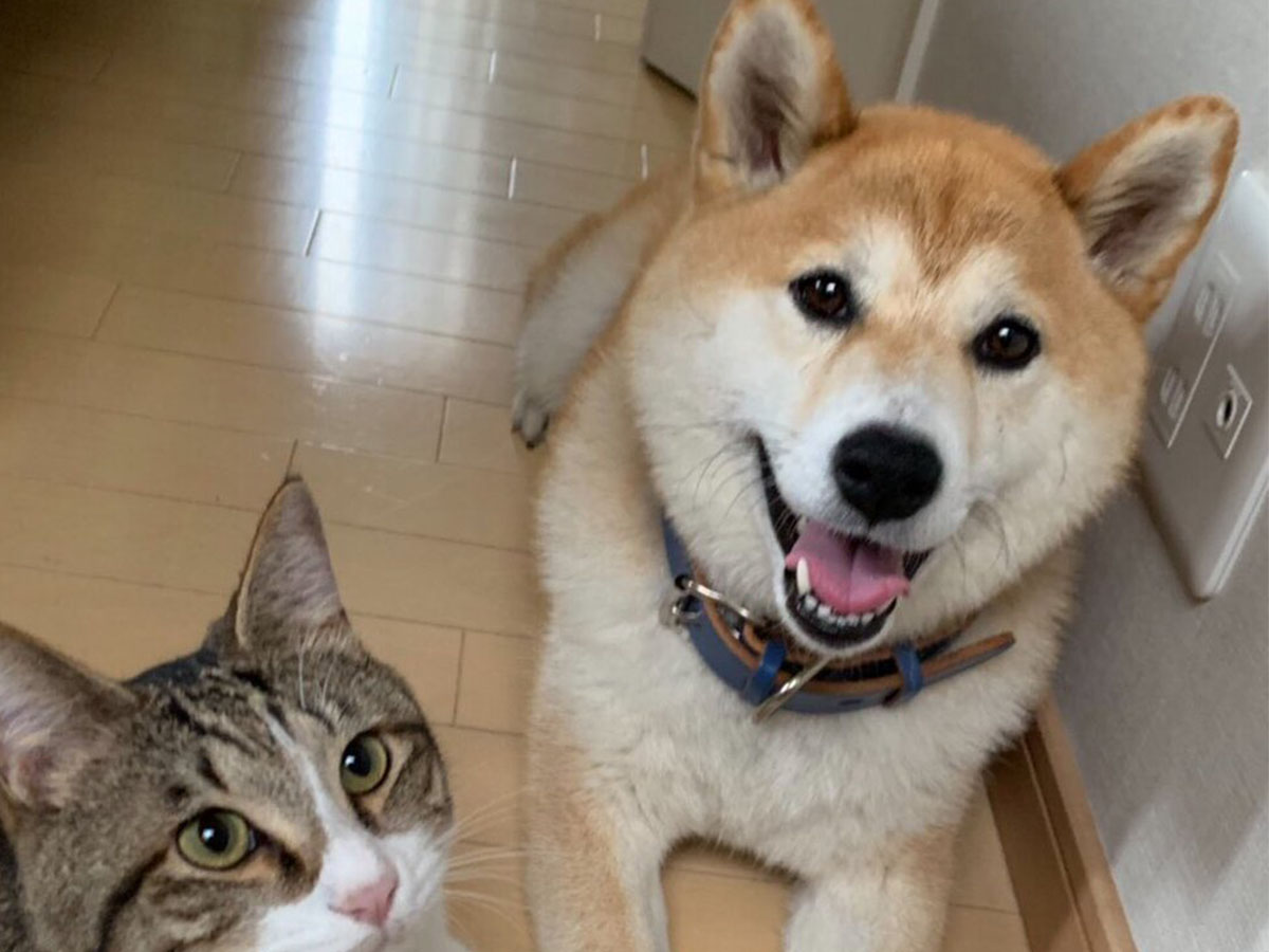 「これは罠だ！診察券を持っている！」 散歩と思っている犬を必死に止める猫 ニコニコニュース