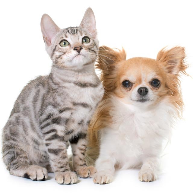 どっちも好き 犬と猫が平和に同居するには 獣医師に聞いてみた ニコニコニュース