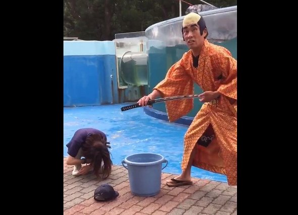 イルカじゃなくてスタッフが主役 新屋島水族館の斬新すぎるイルカショーが話題 ニコニコニュース