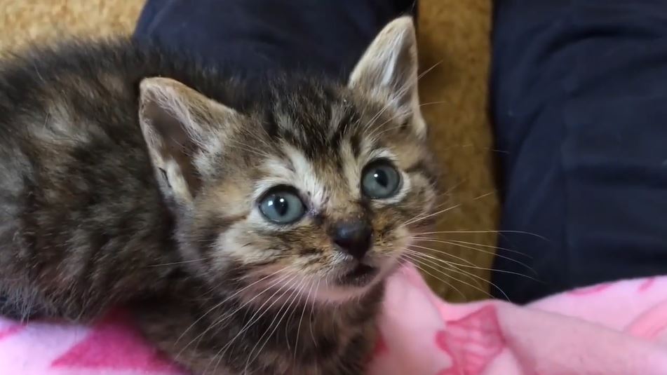 ぱっちりお目めの保護子猫ズ 今しか見れない子猫の青 キトゥンブルー の瞳に吸い込まれそう ニコニコニュース