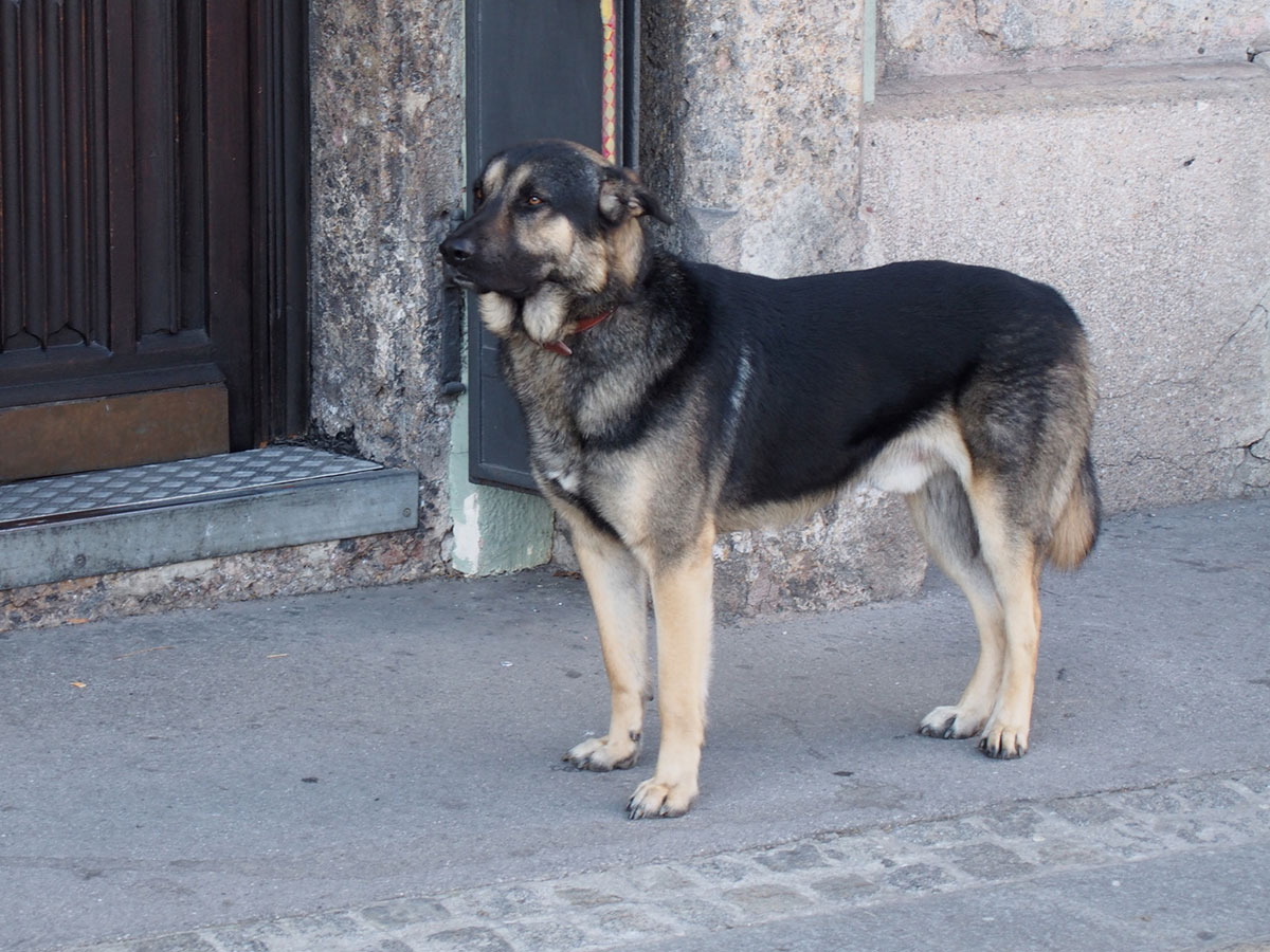店前につながれた犬に近付く野良犬が とった行動に言葉を失う ニコニコニュース
