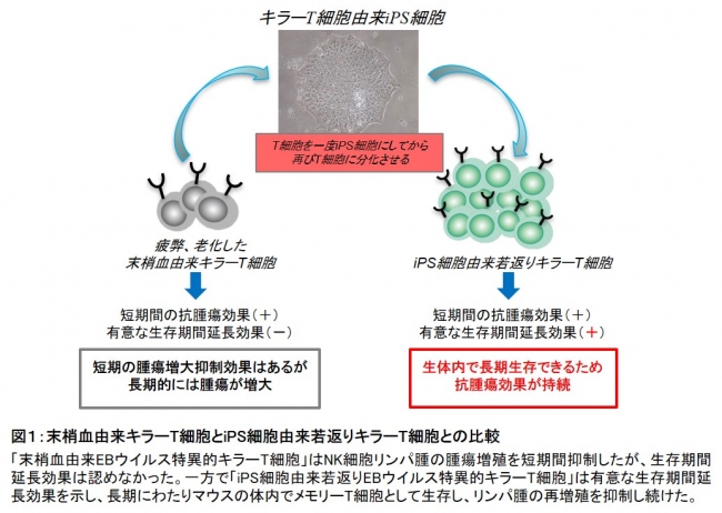 Ips細胞由来の免疫キラーt細胞を用いることで悪性リンパ腫の治癒に成功 ニコニコニュース