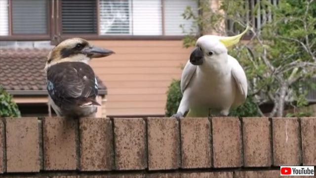 気になる と思ったらもう止まらない カワセミのしっぽにちょっかいを出しまくるオウム ニコニコニュース