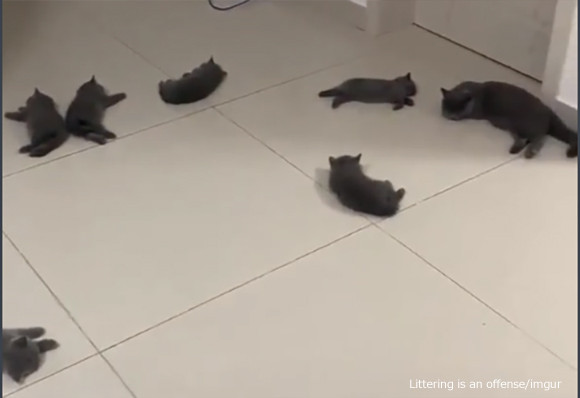 ここは幸せの床かな ぐで猫が大量に横たわる床 ニコニコニュース