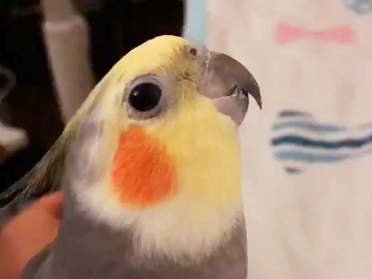 B Zファンの飼い主が ウルトラソウル を教えた結果 インコの動画がこちらです ニコニコニュース
