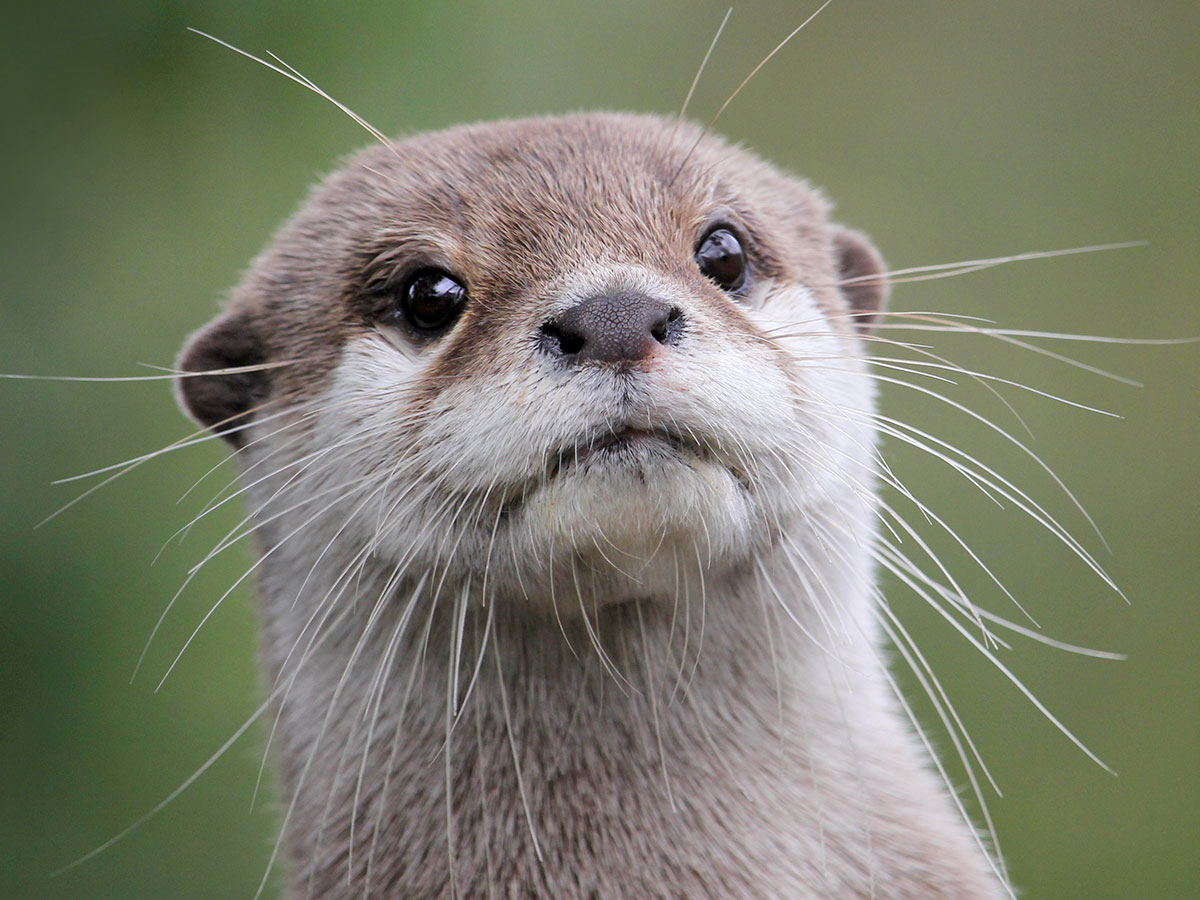 少しでも涼しさを感じて 流しカワウソ の動画に うらやましい の声 ニコニコニュース