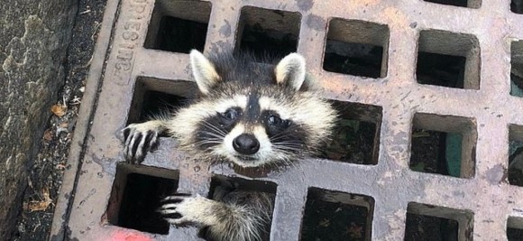 またしてもアライグマはさまる 下水道の格子にスッポリはまり込んだアライグマの救出劇 アメリカ ニコニコニュース