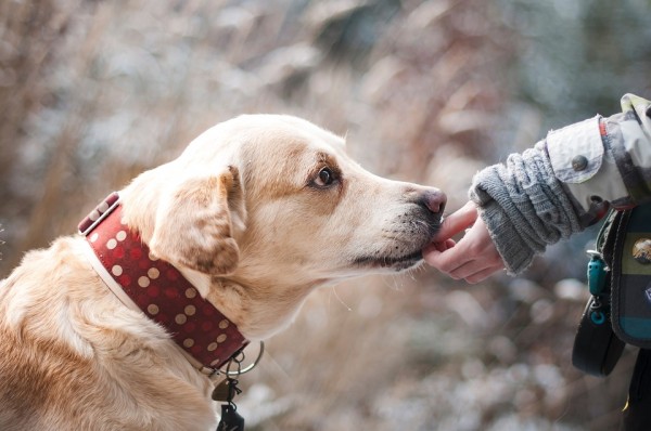 両手両足切断の女性 原因は 犬に舐められたこと 壮絶体験に 信じられない と驚愕の声が殺到 ニコニコニュース