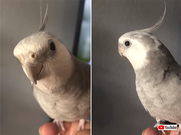 どこかで聞いたことあると思ったら Iphoneのアラーム音を覚えてしまったインコ ニコニコニュース