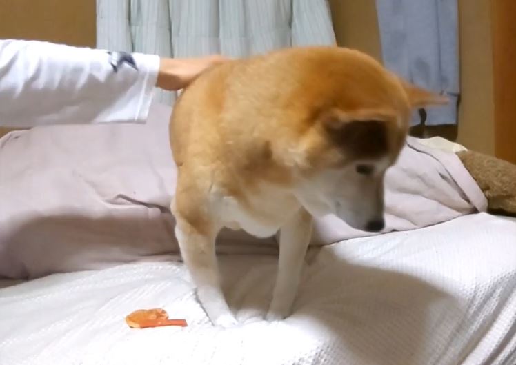 大嫌いなシャンプーをされた柴犬 しばらく よそよそしく なって オヤツも食べないほどショボーン状態に ニコニコニュース