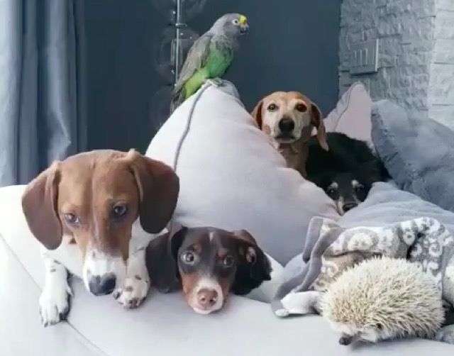 犬 インコ ハリネズミ 異種家族だけど みんな仲良くチルってます ニコニコニュース