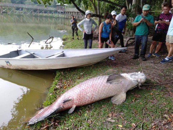 いったいなぜ アマゾンにいるはずの巨大魚 ピラルクー が なぜかマレーシアで発見される ニコニコニュース