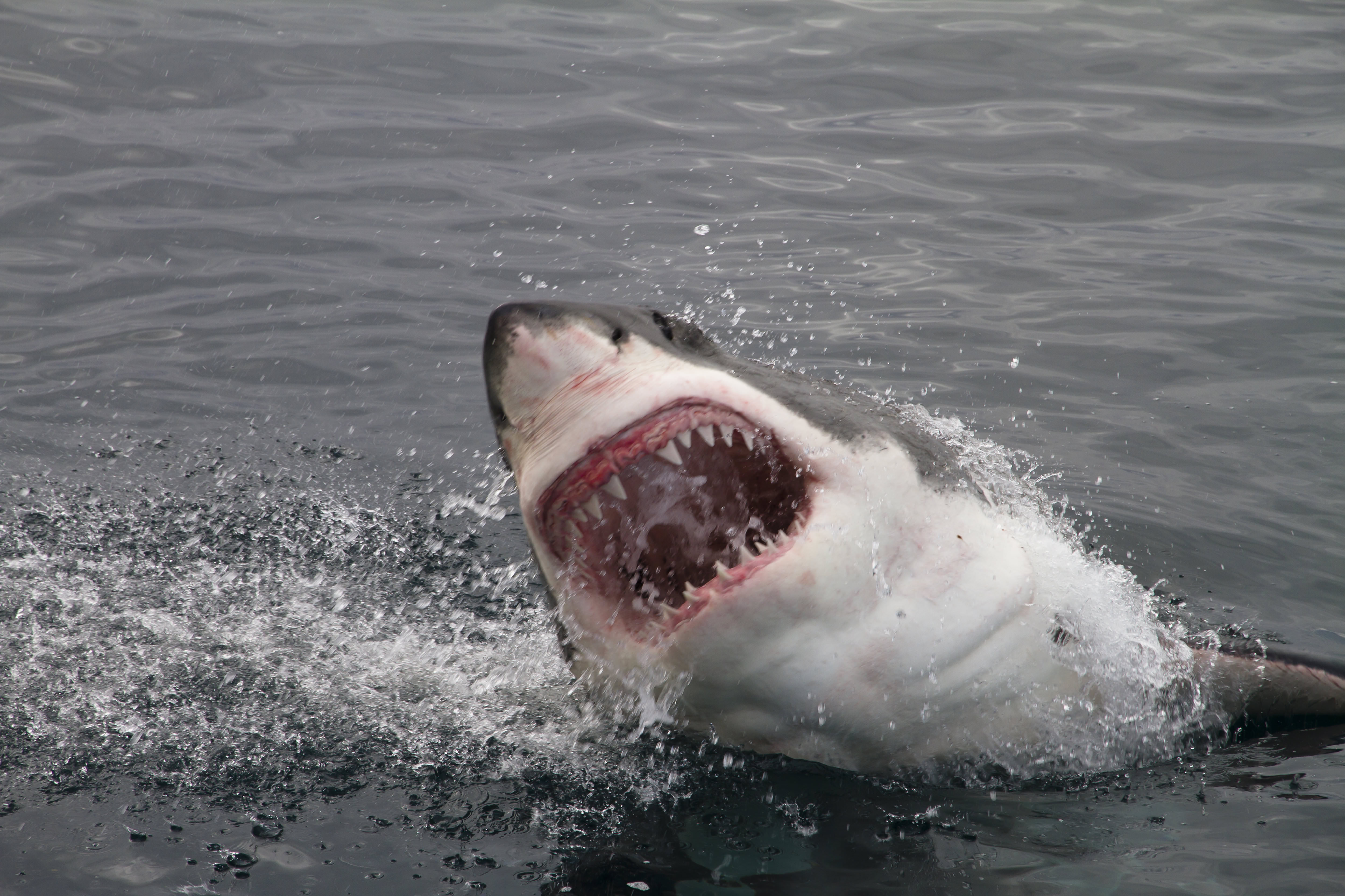 サメが21歳女性を襲う 四肢をボロボロに食いちぎられ死亡 ニコニコニュース