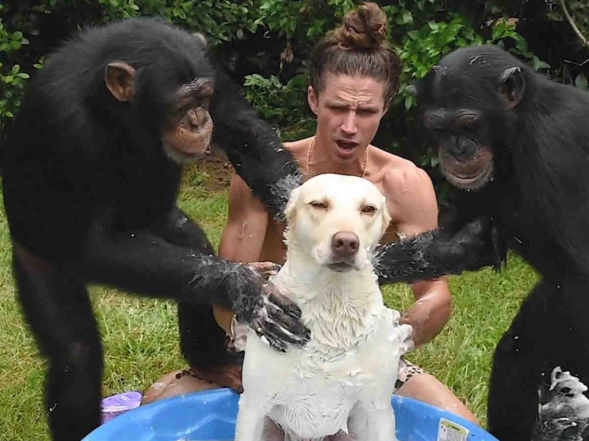 仲間に入れてほしい チンパンジーが犬を洗う動画に７７万人が大爆笑 ニコニコニュース