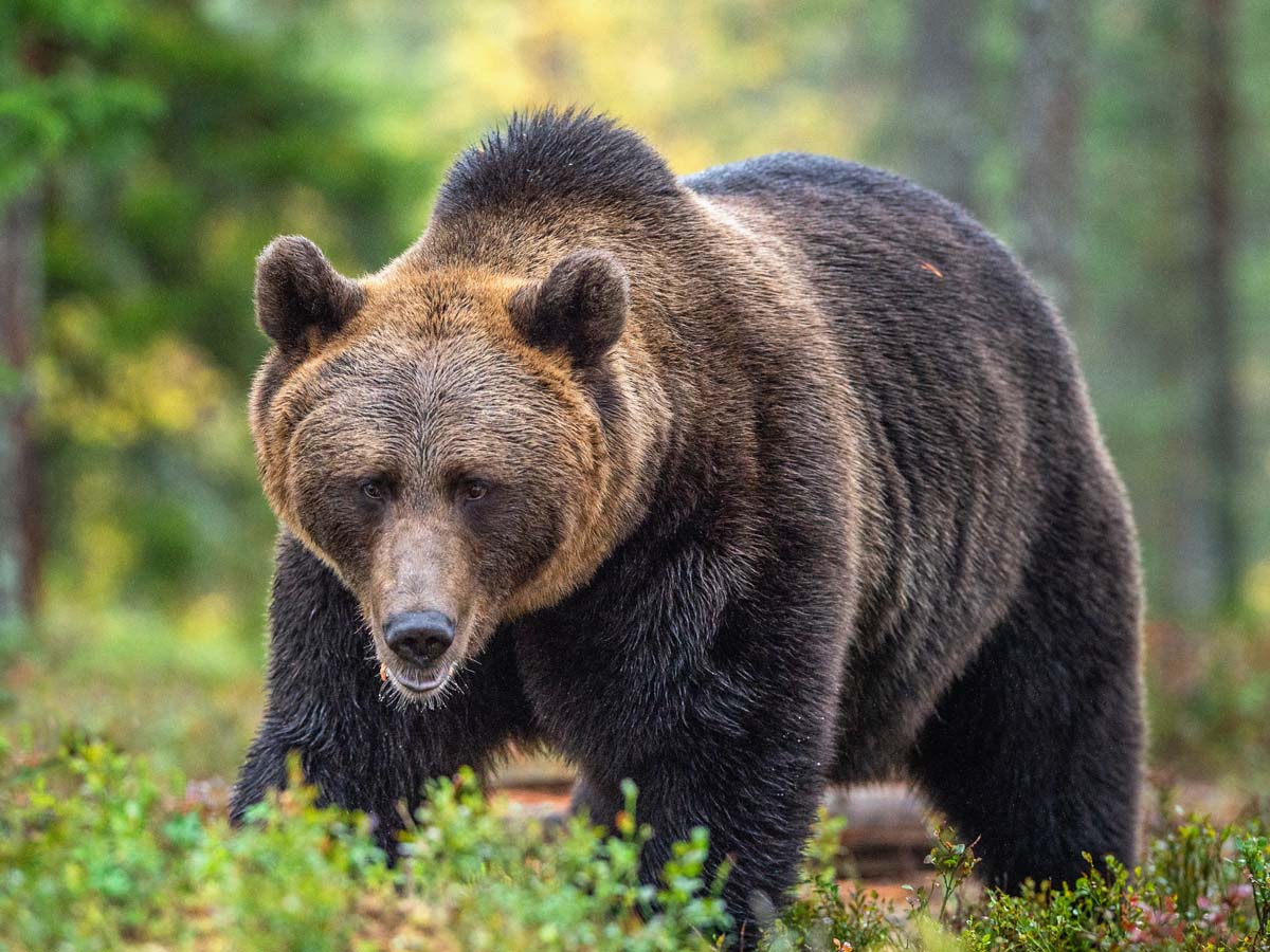 北海道のヒグマ駆除に 道外からクレームが殺到 クマの怖さを知らないのか と非難の声 ニコニコニュース