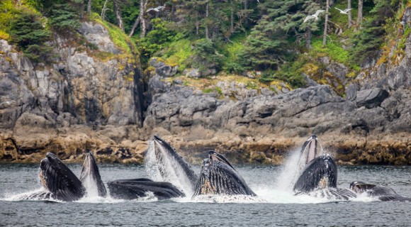 日本の捕鯨はクジラ保全最大の脅威ではない アメリカとカナダは自分たちの有害な行為に目を向けるべきだとするアメリカの研究 ニコニコニュース