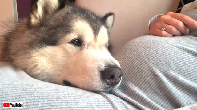 えっ ボクお兄ちゃんになるの 飼い主さんのお腹に優しく寄り添うマラミュート ニコニコニュース