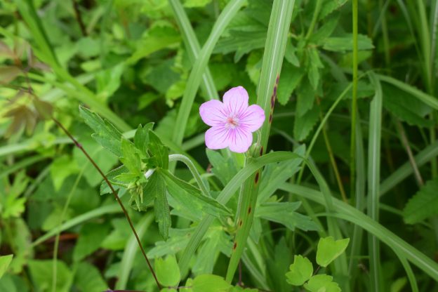 タチフウロ 小さな淡紫の可憐な花 フウロソウ科フウロソウ属 ニコニコニュース