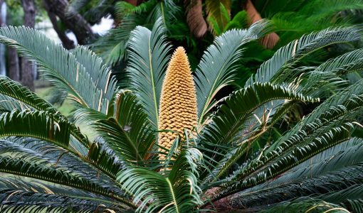 地球ヤバイ ６０００万年ぶりに ソテツ の雄花 雌花が開花してしまう ニコニコニュース