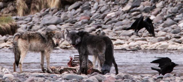 オオカミとカラスの意外な協力関係とは ニコニコニュース