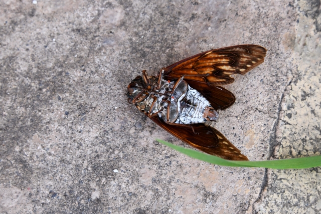 ひっくり返ったセミの生死 一発で見分ける方法があった 追記あり ニコニコニュース