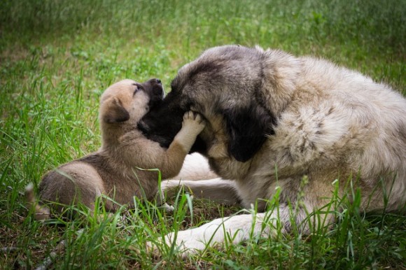 崩壊した家屋の下敷きになった子犬を助けたい母犬が人間に助けを求め 共に瓦礫を掘り起こす救出物語 インド ニコニコニュース