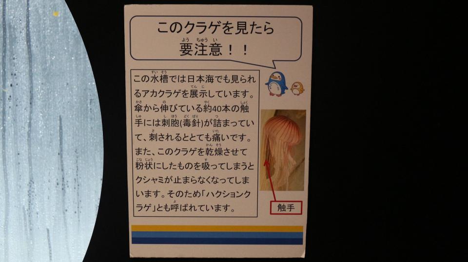クラゲを乾燥させて吸うと 水族館の注意書きが謎だと話題 実は意外な理由が ニコニコニュース
