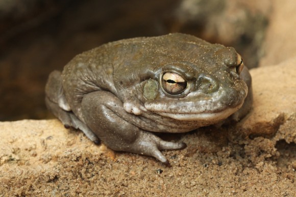 ヒキガエル ハイ ヒキガエルの分泌物を吸引すると 半数以上の人は1か月間ハッピーな気分になれる オランダ研究 ニコニコニュース