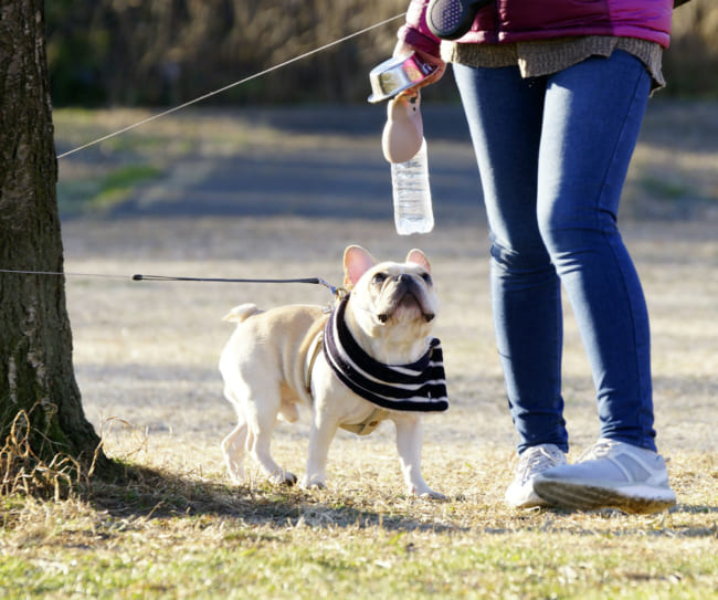 飼い主の自己満足 と批判も 犬のおしっこ後 電柱に水をかける行為に意味はある ニコニコニュース