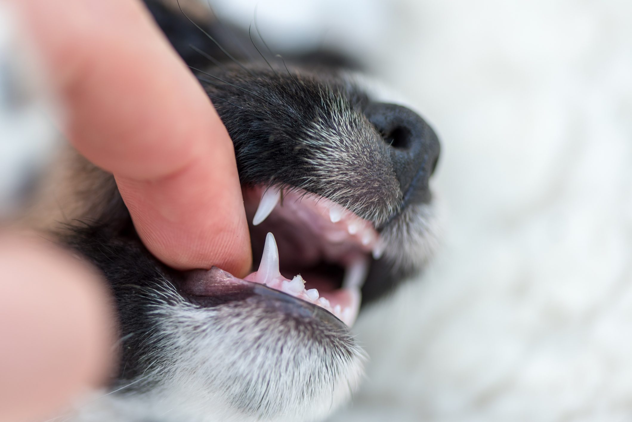 民家からマスティフなど猛犬5頭が脱走 襲われた19歳女性が死亡 ニコニコニュース